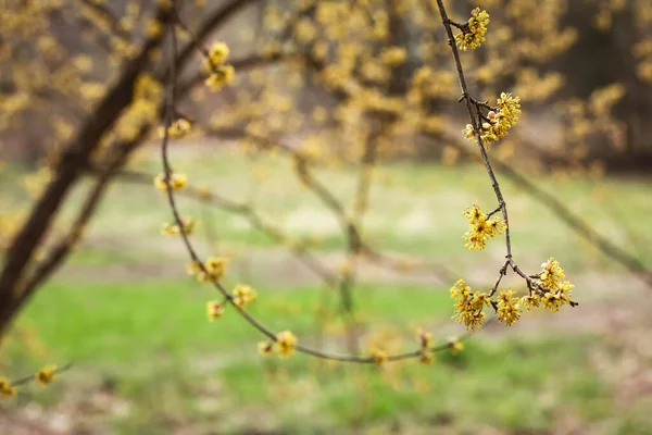 Close Blossoming Yellow Flowers Tree Branch Concept Photo Springtime Park — Fotografia de Stock