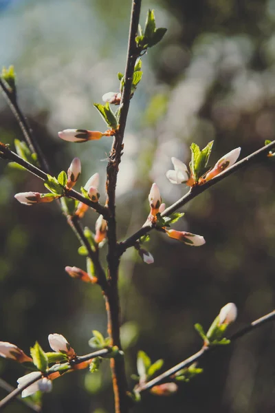 Close Sakura Branch Flower Buds Concept Photo Springtime Park Front — Fotografia de Stock