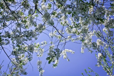 Close up apple tree flowers in front of blue sky concept photo. Cherry blossom. Front view photography with blurred background. High quality picture for wallpaper, travel blog, magazine, article