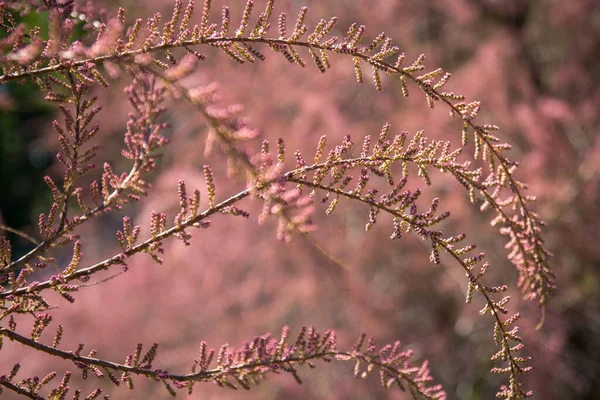 Close Pink Pastel French Tamarisk Branches Concept Photo Blossom Twiggy — Fotografia de Stock