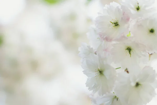 Close Gentle Snowy White Flowers Concept Photo Blossoming Fruit Trees — Fotografia de Stock