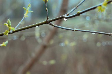 Close up dew drops on maple branches concept photo. Light summer rain. Front view photography with blurred background. High quality picture for wallpaper, travel blog, magazine, article