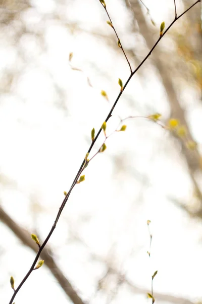 Close Thin Young Twig Buds Daylight Concept Photo Springtime Front — Fotografia de Stock