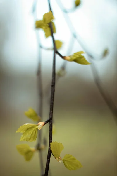 Close Fresh Leaves Growing Tree Branch Concept Photo Delicate Twig — Fotografia de Stock