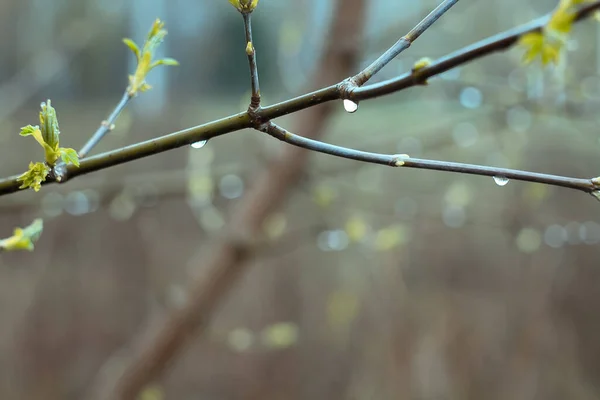 Close Dew Drops Maple Branches Concept Photo Light Summer Rain — Fotografia de Stock