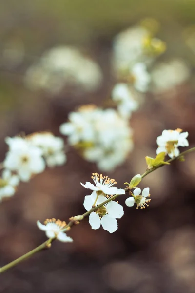 Close April White Blossoms Apple Orchard Concept Photo Springtime Front — Fotografia de Stock