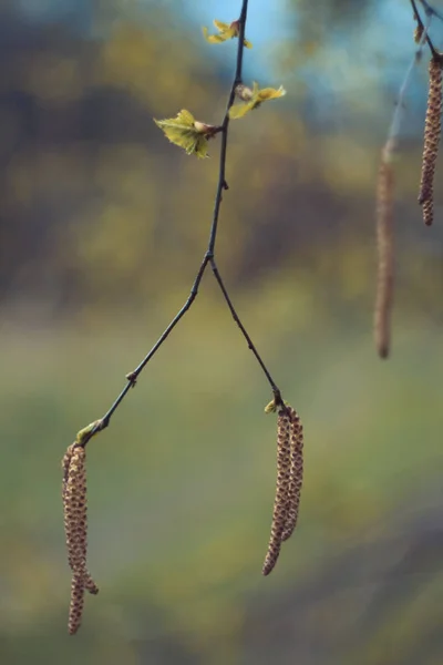 Close Birch Tree Catkins Concept Photo Autumn Forest Hanging Seed — Fotografia de Stock