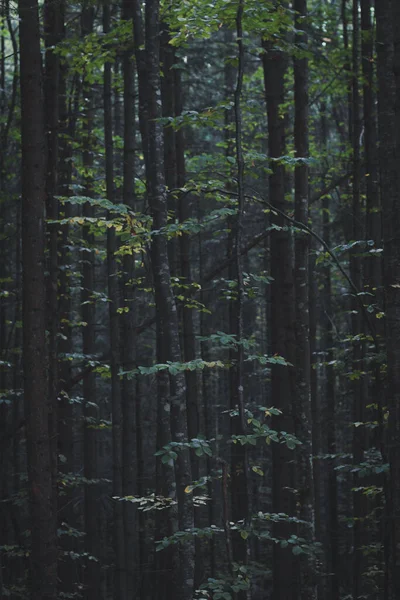 Close up densely grown trees in dark forest concept photo. Woodland. Skinny trees. Front view photography with blurred background. High quality picture for wallpaper, travel blog, magazine, article