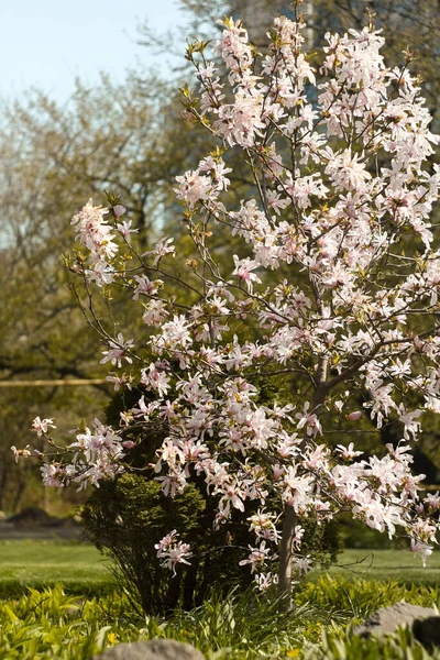 Close Tender Magnolia Shrub Bloom Concept Photo Flowering Small Tree — Fotografia de Stock