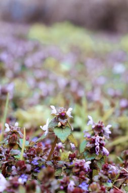 Close up flowering groundcover plants soft focus concept photo. Autumn woods. Front view photography with blurred background. High quality picture for wallpaper, travel blog, magazine, article