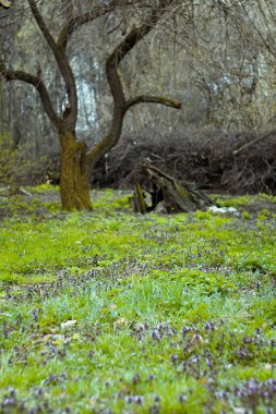 Grasses and wildflowers with bare tree landscape photo. Beautiful nature scenery photography with blurred background. Idyllic scene. High quality picture for wallpaper, travel blog, magazine, article
