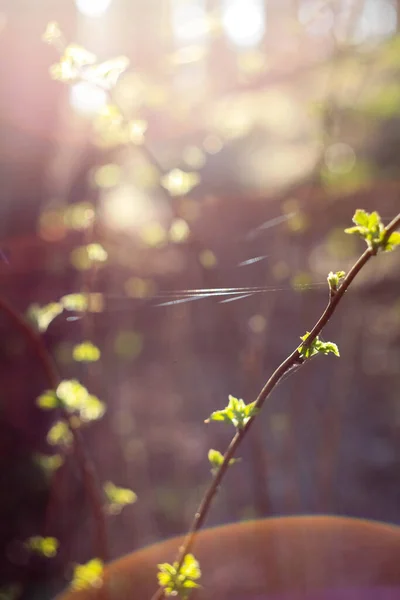 Close Twig Young Leaves Thin Web Line Concept Photo Spring — Fotografia de Stock