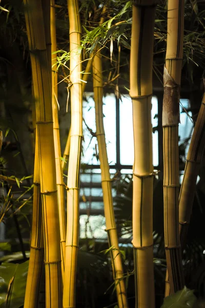 Close up bamboo plants in botanic garden concept photo. Chinese restaurant decor. Front view photography with blurred background. High quality picture for wallpaper, travel blog, magazine, article