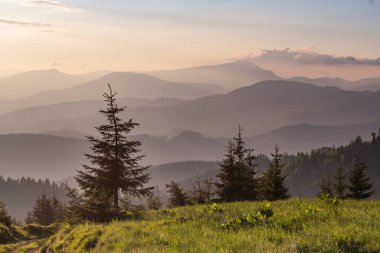 Foggy rolling hills with pine trees landscape photo. Beautiful nature scenery photography with evening on background. Ambient light. High quality picture for wallpaper, travel blog, magazine, article