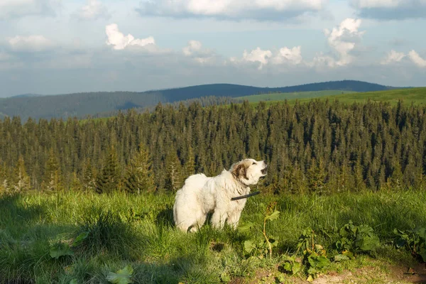 Pyrenean mountain dog barking on slope scenic photography. Picture of animal with forest on background. High quality wallpaper. Ambient light. Photo concept for ads, travel blog, magazine, article