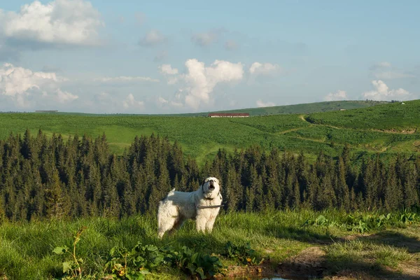 Great pyrenees dog howling on mountain slope scenic photography. Picture of animal with firs on background. High quality wallpaper. Ambient light. Photo concept for ads, travel blog, magazine, article