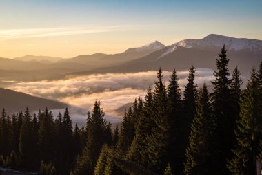 Over clouds view on snow capped mountain ranges landscape photo. Nature scenery photography with firs on background. Ambient light. High quality picture for wallpaper, travel blog, magazine, article