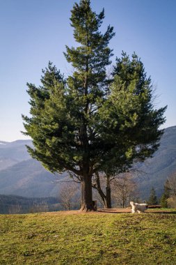 Lonely evergreen pine tree and walking fluffy dog landscape photo. Nature scenery photography with blurred background. Ambient light. High quality picture for wallpaper, travel blog, magazine, article