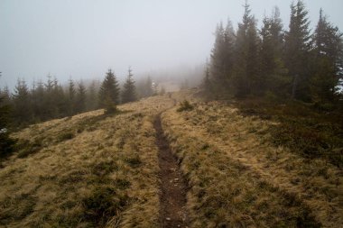 Trekking path through spruce forest landscape photo. Nature scenery photography with fog on background. Ambient light. High quality picture for wallpaper, travel blog, magazine, article