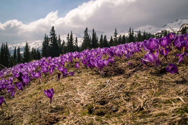 Flowering saffron crocus field in Carpathian mountains landscape photo. Spring time. Nature scenery photography. Ambient light. High quality picture for wallpaper, travel blog, magazine, article