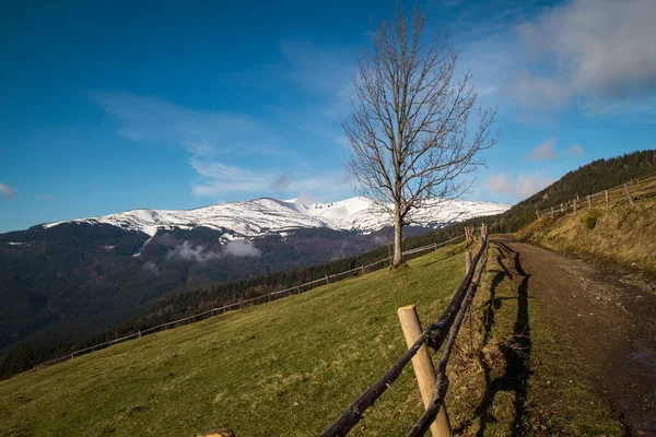 Wooden fences on steep slope with lonely tree landscape photo. Nature scenery photography with snow capped mountains on background. Ambient light. High quality picture for wallpaper, travel blog