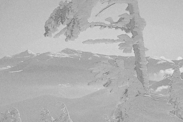 Kar Kaplı Çam Ağacı Kış Fırtınasından Sonra Oyma Elle Çizilmiş — Stok fotoğraf