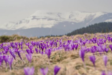 Mor yabani çiçekler çayır manzara fotoğrafı. Arka planda karlı dağlar olan doğa manzarası fotoğrafçılığı. Çevre ışığı. Duvar kağıdı, seyahat günlüğü, dergi, makale için yüksek kaliteli resim