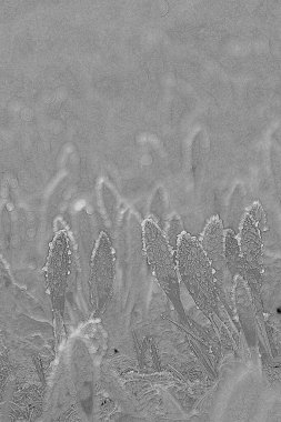Crocus çiçek tomurcukları ve kabartma kabartmalı el çizimi. Granüler desenli siyah beyaz kalem çizimi. Fotogerçekçi çizim tarzı. Yaratıcı ayrıntılı grafik illüstrasyonu