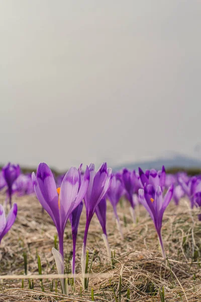 Close up violet saffron crocus flowers texture concept photo. Worm eye view photography with blurred background. Natural light. High quality picture for wallpaper, travel blog, magazine, article