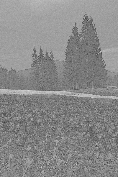 Krokus Gräsmark Med Smältande Snö Vår Gravering Handritad Skiss Fotorealistisk Stockbild