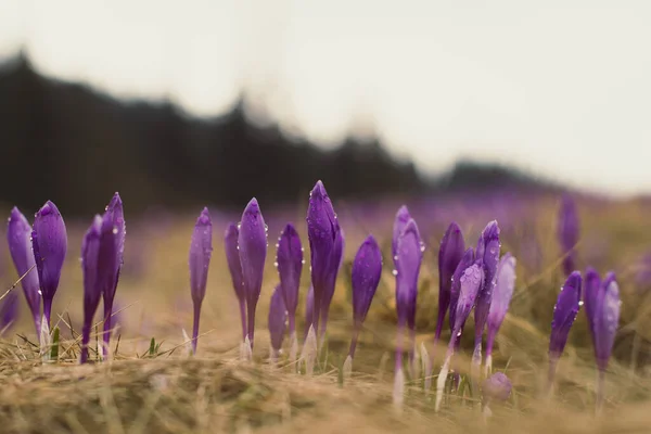Close up saffron crocus flower buds with water droplets concept photo. Worm eye view photography with blur background. Natural light. High quality picture for wallpaper, travel blog, magazine, article