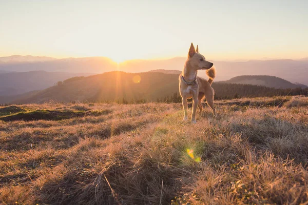 Close Walking Dog Mountain Hill Sunset Concept Photo Front View — Stock Photo, Image