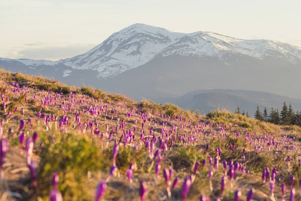 Borrosa Pradera Flores Tempranas Con Nevadas Montañas Foto Paisaje Highland Imagen de archivo