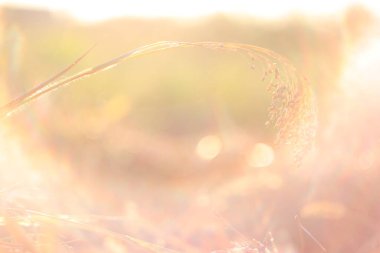 Mısırın kulakları bulanık bir arka planda güneş ışığında bir tarlada