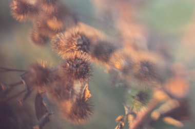 Bulanık arka planda mısır kulakları olan sıcak bir tarla fotoğrafı.