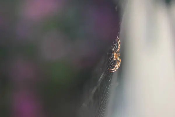 蜘蛛网在阳光下 — 图库照片