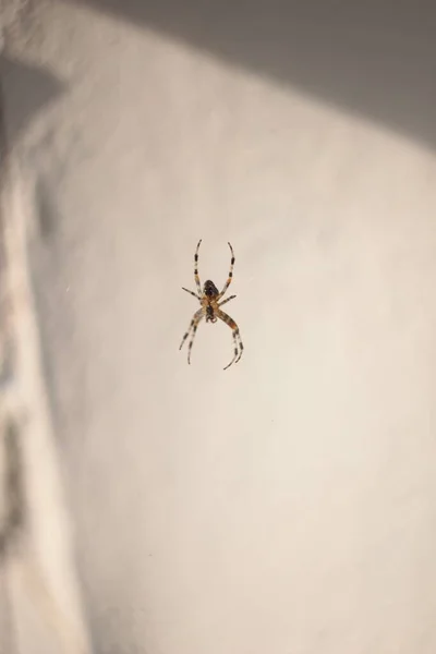 Spider Web Sunlight — Stock Photo, Image