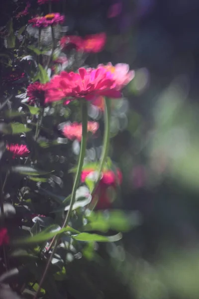 Ροζ Λουλούδια Ένα Θολό Πράσινο Φόντο — Φωτογραφία Αρχείου