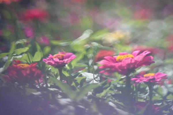 Rosa Blüten Auf Verschwommenem Grünem Hintergrund — Stockfoto
