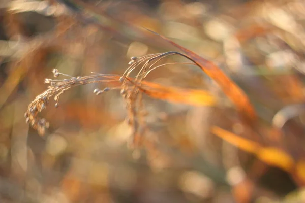太陽の光に照らされた畑のトウモロコシの耳 — ストック写真