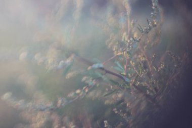 Bulanık arka planda mısır kulakları olan sıcak bir tarla fotoğrafı.