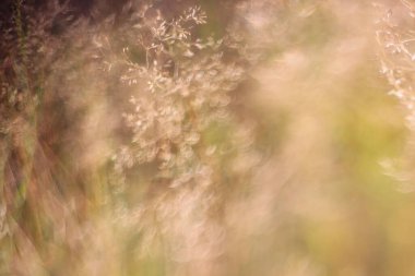 Bulanık arka planda mısır kulakları olan sıcak bir tarla fotoğrafı.