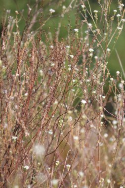 Bulanık arka planda mısır kulakları olan sıcak bir tarla fotoğrafı.