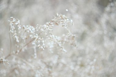 Bulanık arka planda mısır kulakları olan sıcak bir tarla fotoğrafı.