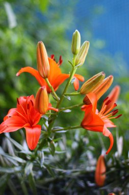 mavi-yeşil arka planda turuncu çiçekleri