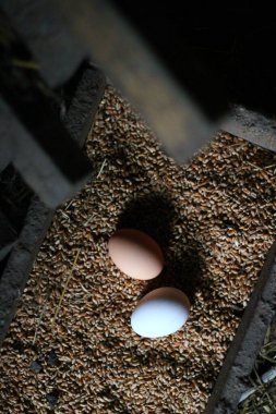 Çiftlikteki darı üzerinde yumurta