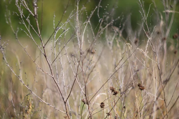 トウモロコシの耳を背景にしたフィールドの暖かい写真 — ストック写真