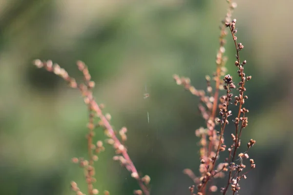 トウモロコシの耳を背景にしたフィールドの暖かい写真 — ストック写真