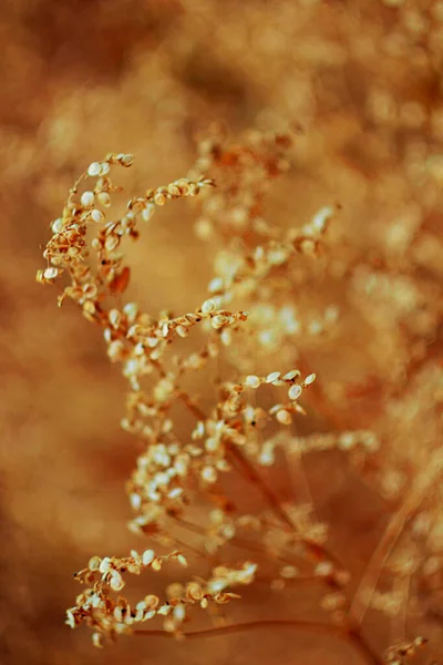 Warm Photo Field Ears Corn Blurred Background — Stock Photo, Image