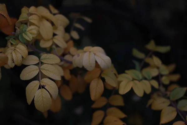 Sarı sonbahar yaprakları bulanık bir arka planda